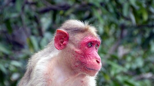 Animal wild makak