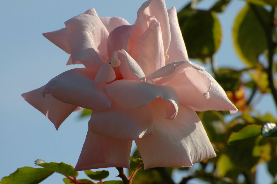 Bloom white rose flower