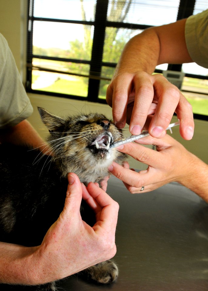 Reluctant cat takes his medicine at Guantanamo -a