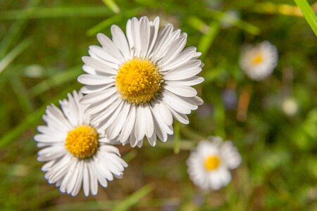 Flower white nature