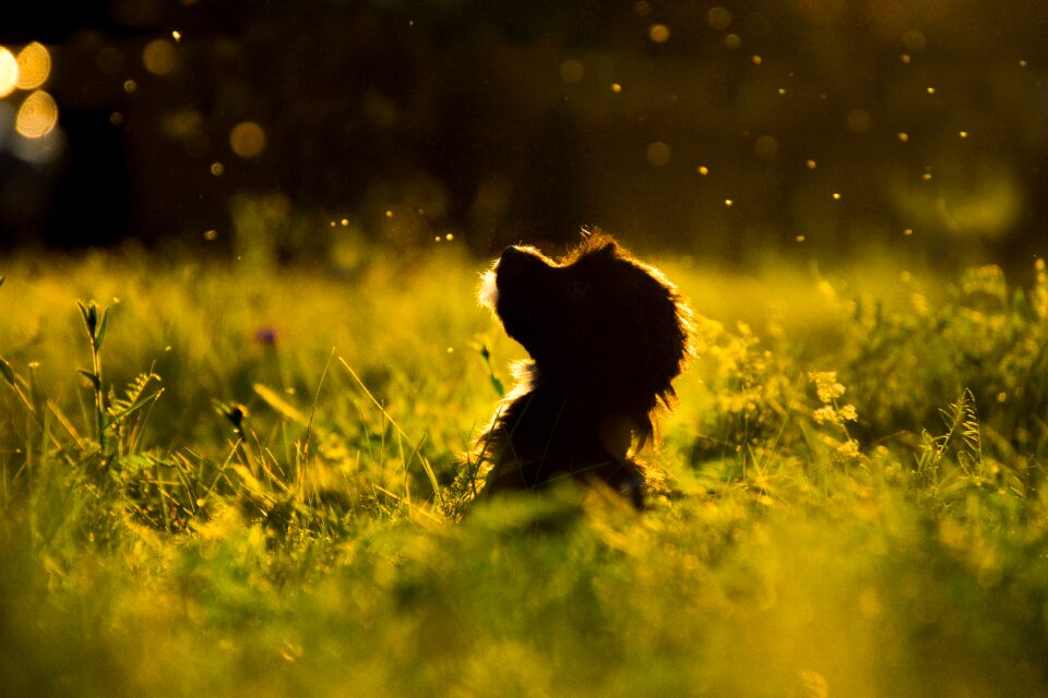 Dog silhouette puppy