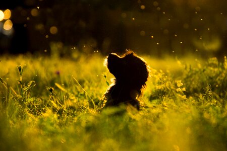 Dog silhouette puppy
