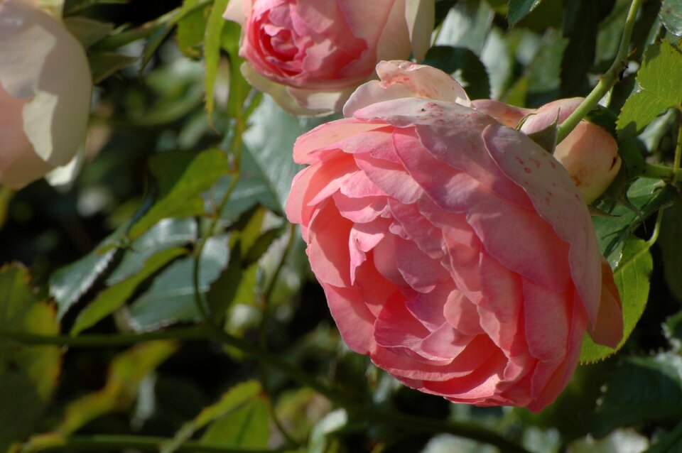 Bloom flower nature