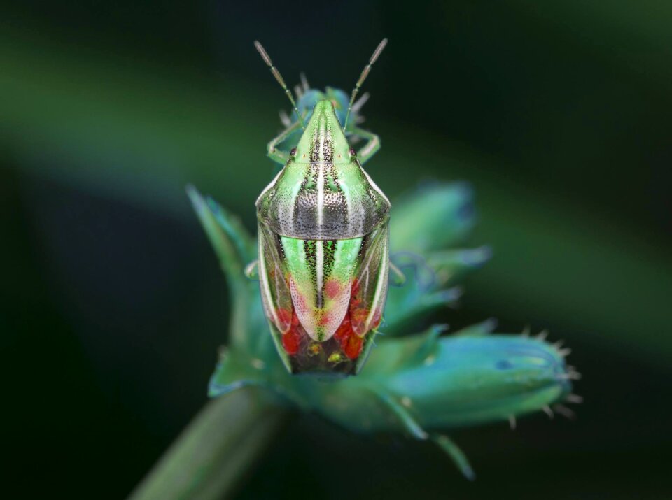 Wildlife animal biology