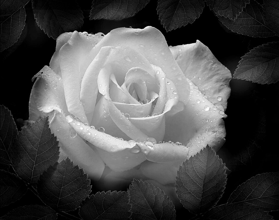 Rose black and white photo flowers