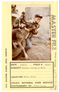 Reindeer herding at Wales (33421593571)
