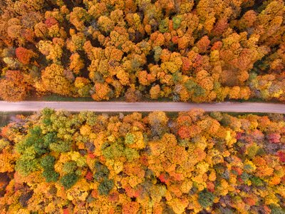 View plant forest