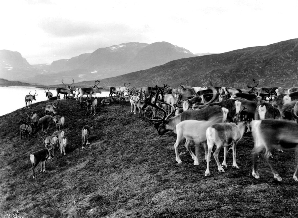 Reinflokk, muligens ved Haukeli - Norsk folkemuseum - NF.06789-046