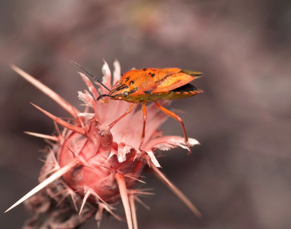 Outdoors insect bug