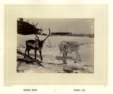 Reinsdyr står bundet og fores på snødekke foran bebyggelse og skigard - Norsk folkemuseum - NF.15006-057