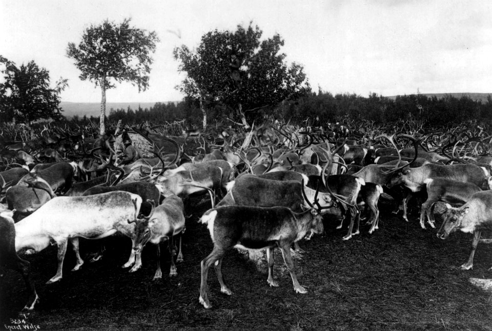 Reinsdyrflokk i skogsområde. Ca. 1885-92 - Norsk folkemuseum - NF.06789-028