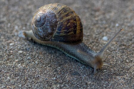 Invertebrates nature giessen