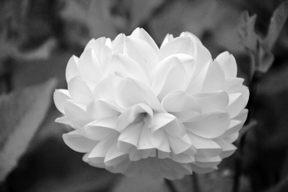 Photo black white nature bouquet