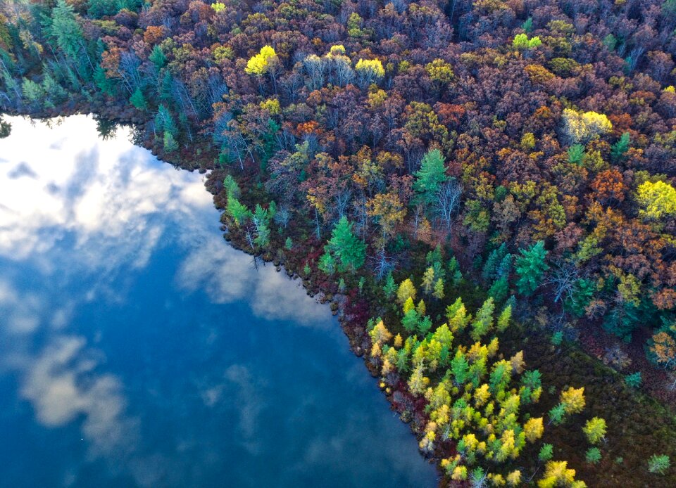 View plant forest