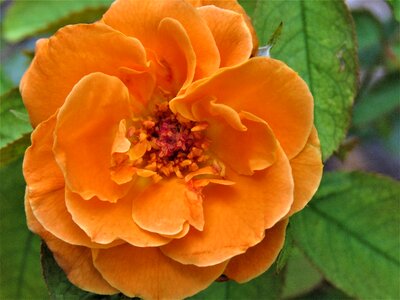 Orange rose garden