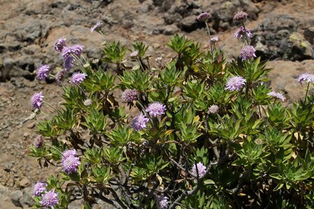 Blossom bloom plant