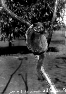 Repaka (Lepilemur) - SMVK - 021786