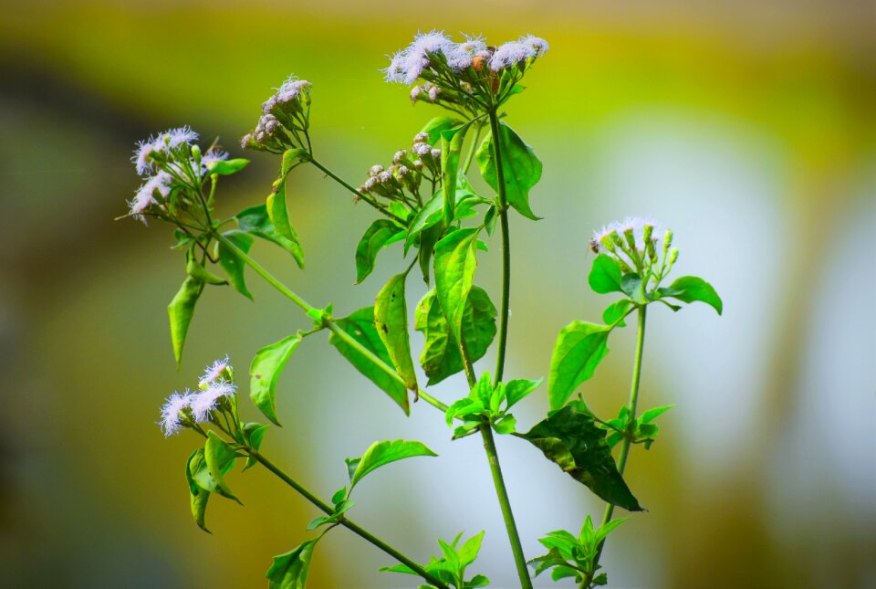 Nature flower growth