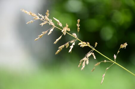 Green tall grass sweetness