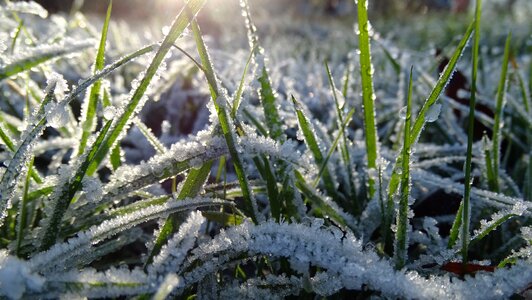 Winter morning ripe