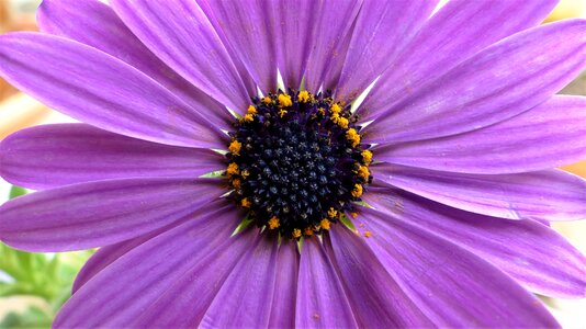 Summer color purple flowers photo