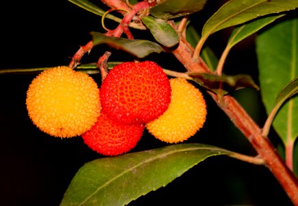 Madrid spain fruit sweet