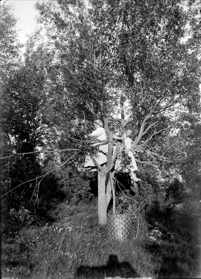 Repning av säljlöv till kofoder . Bjurbäcken, Mangskog socken, Värmland - Nordiska museet - NMA.0034772