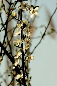 Flourishing twig spring flowers