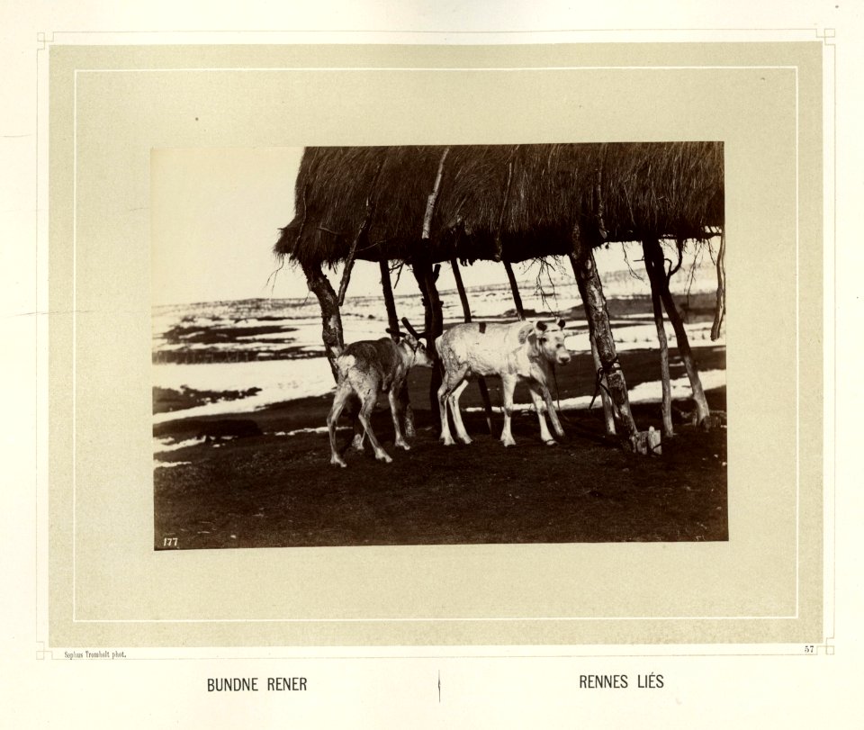 Reinsdyr står bundet til oppbevaringssted for høy og skinn. Høystakk, Luôvve - Norsk folkemuseum - NF.15006-058