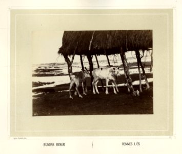 Reinsdyr står bundet til oppbevaringssted for høy og skinn. Høystakk, Luôvve - Norsk folkemuseum - NF.15006-058