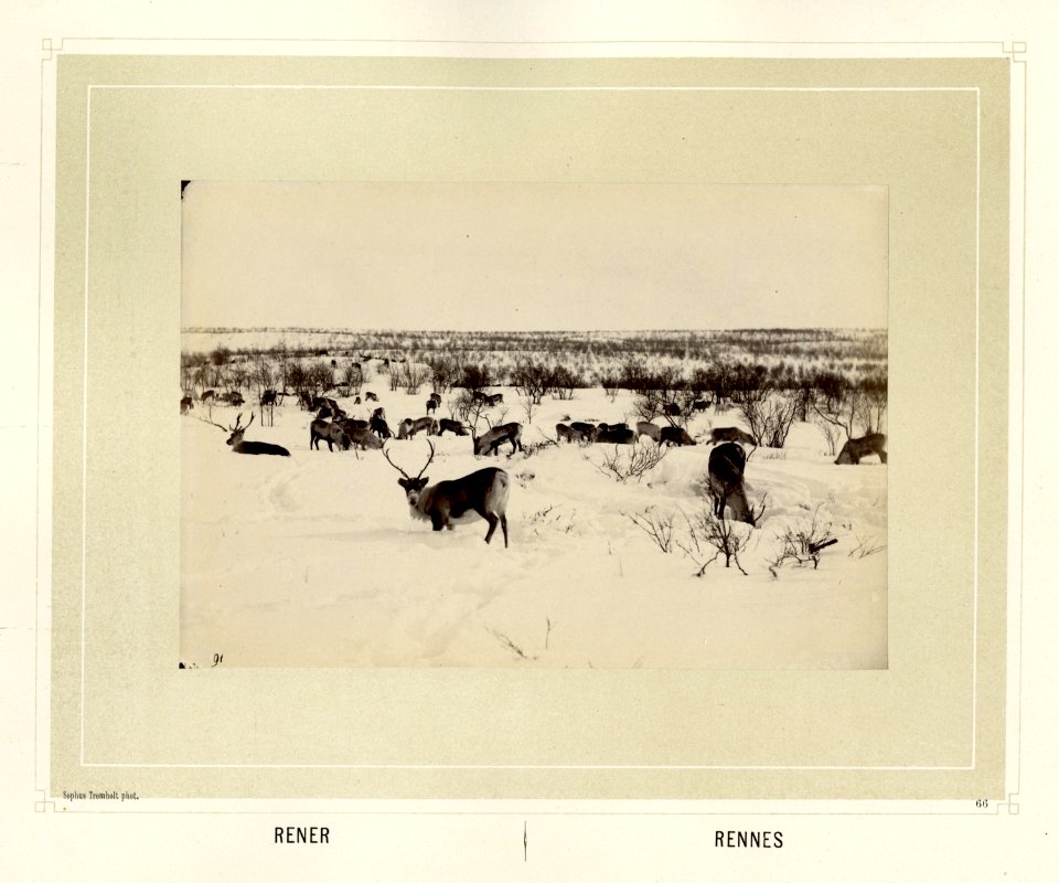 Reinsdyrflokk beiter på en snødekket vidde - Norsk folkemuseum - NF.15006-067