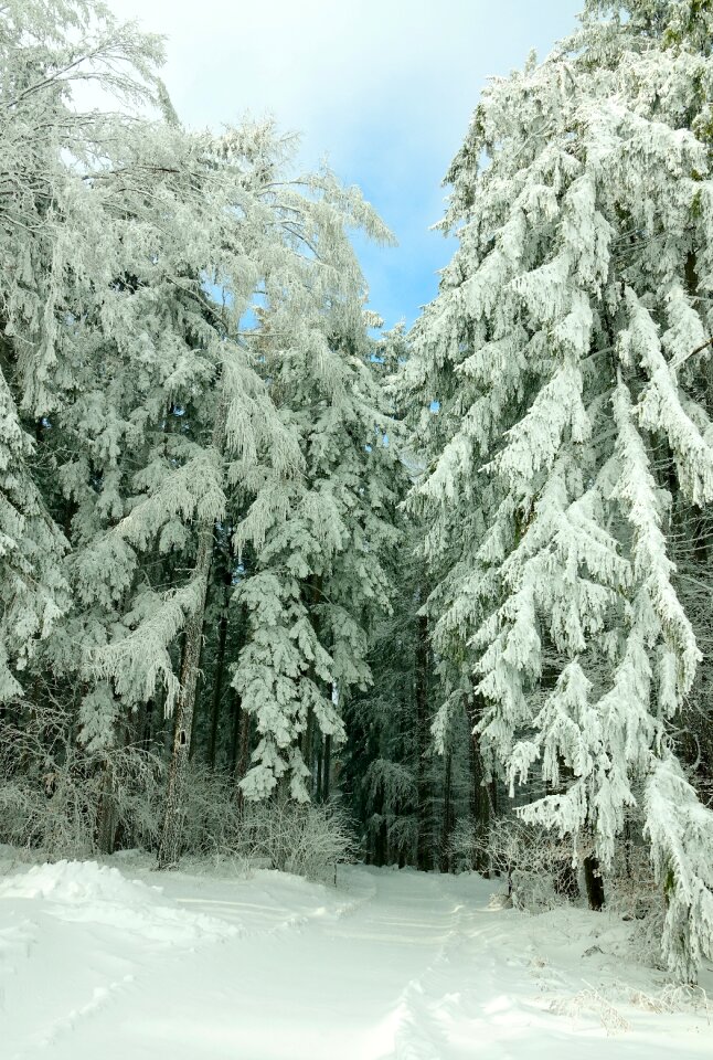 Frost conifer forest