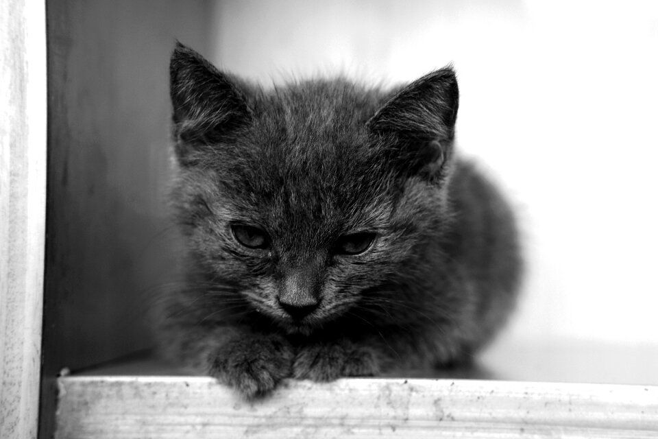 Pet animal cute