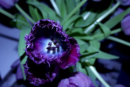 Violet tulpenbluete vase photo