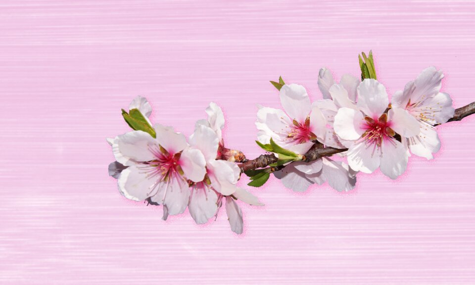 Petal flowers almond blossom