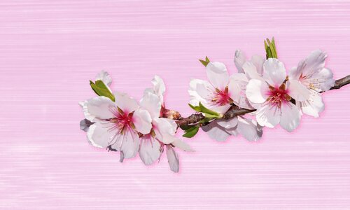 Petal flowers almond blossom photo