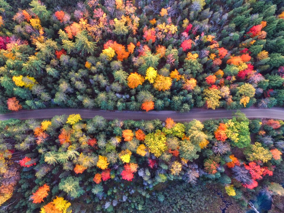 View plant forest