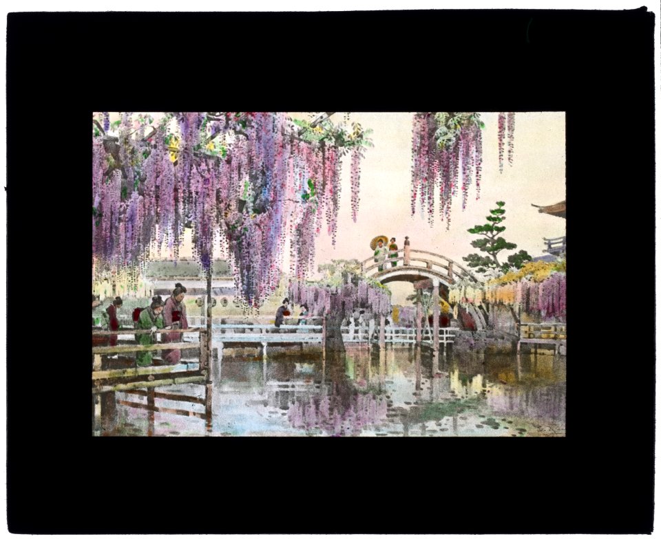 Reproduction of illustration- Wisteria Kameido LCCN2008675567
