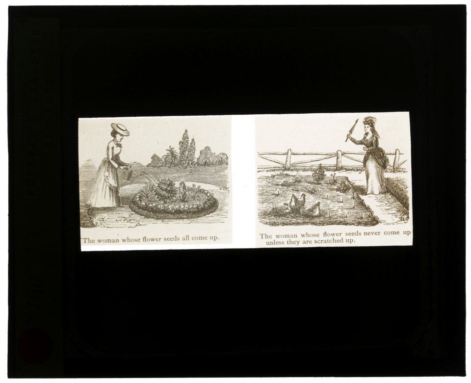 Reproduction of illustrations showing women and flower seeds LCCN2007686370