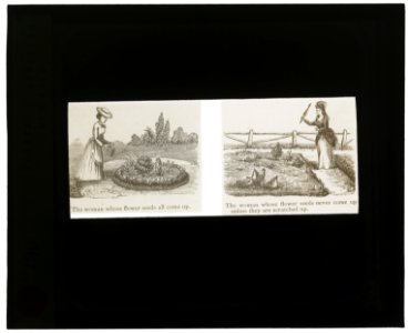 Reproduction of illustrations showing women and flower seeds LCCN2007686370