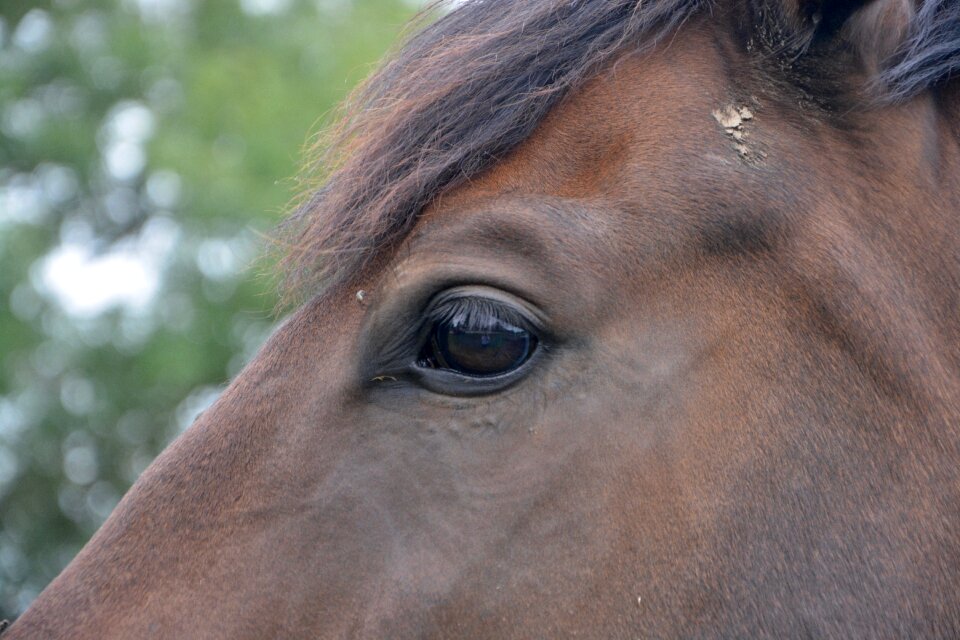 Equine nature domestic animal