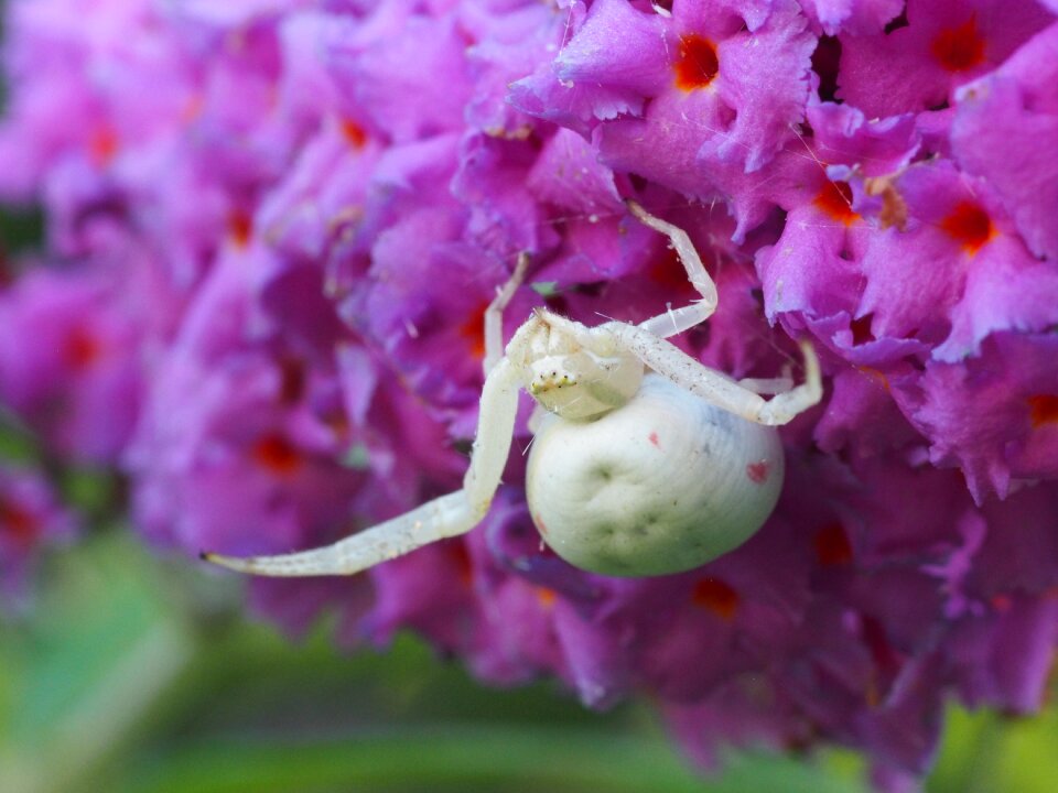 Macro arachnids white spider