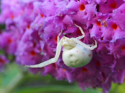 Macro arachnids white spider photo