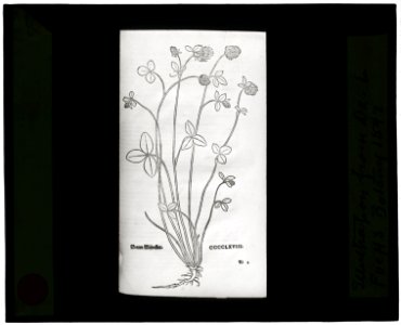 Reproduction of print showing Basil-thyme LCCN2008675572
