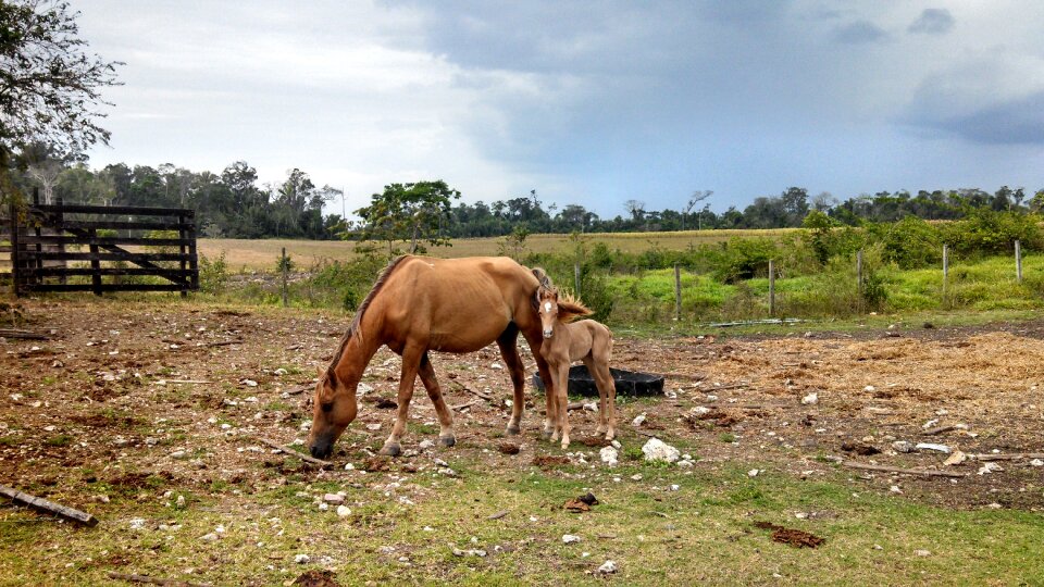 Horse palomino mare