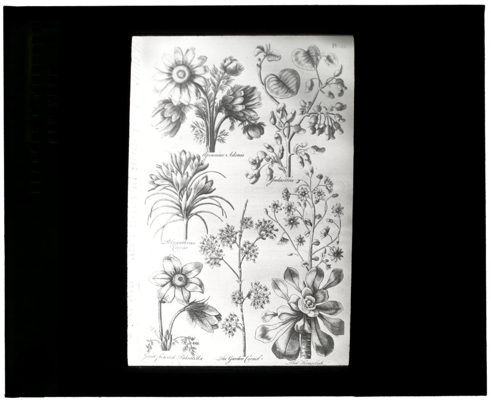 Reproduction of print showing Flowers LCCN2008675580