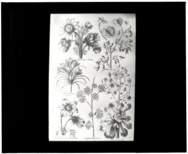 Reproduction of print showing Flowers LCCN2008675580
