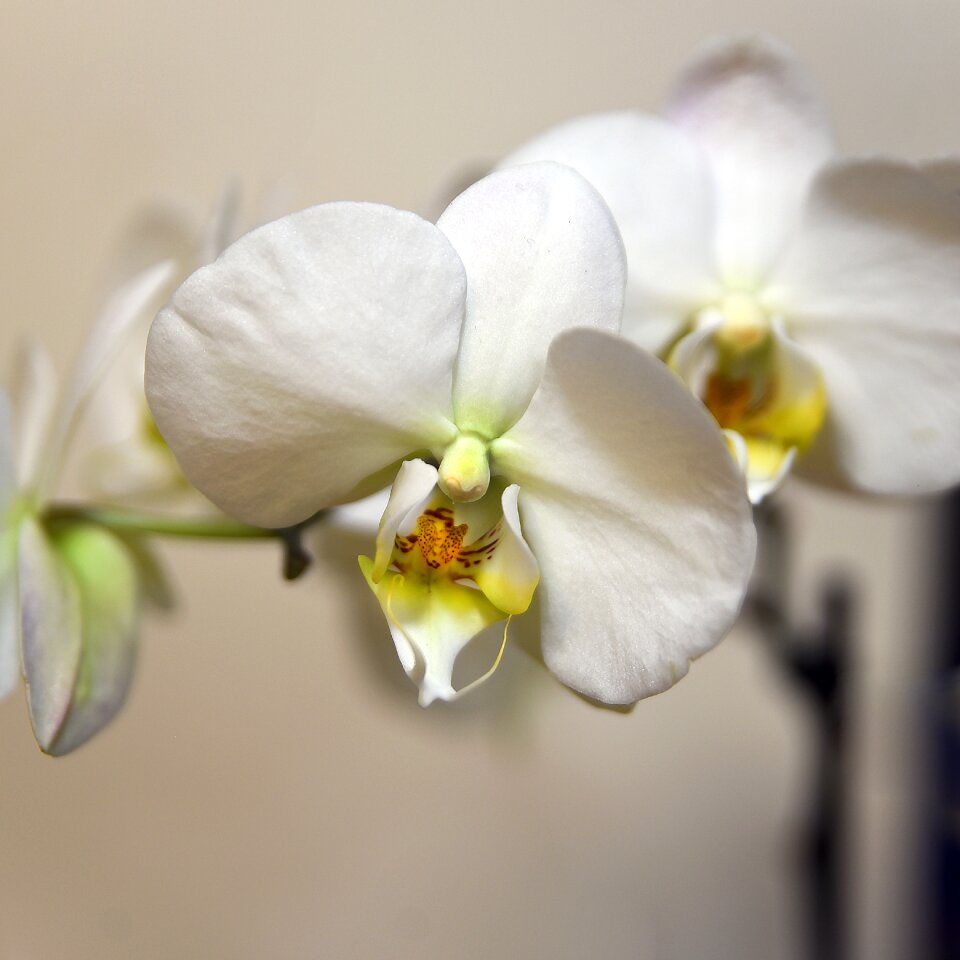 Phalaenopsis tropical delicate photo