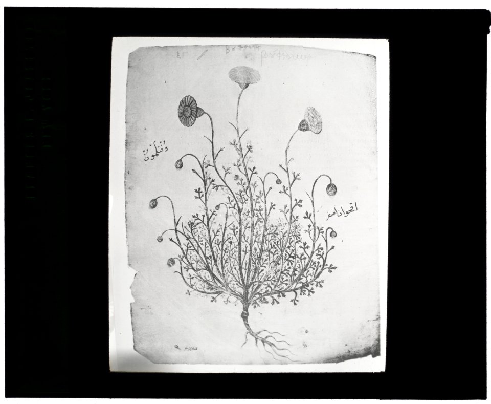 Reproduction of illustration showing a carnation LCCN2008675575