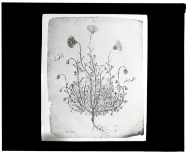 Reproduction of illustration showing a carnation LCCN2008675575